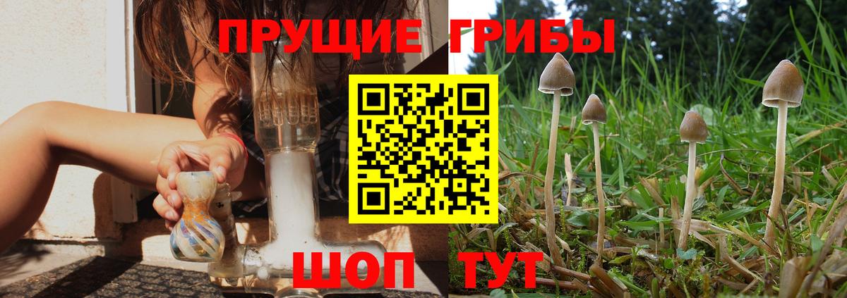 Псилоцибиновые грибы Cubensis  Кингисепп 